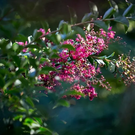 Corte Di Cavne' Miazzina