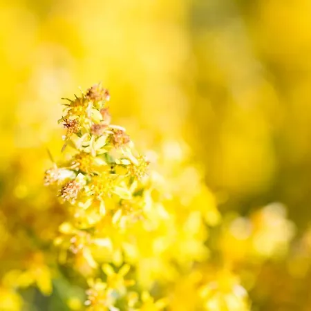 Corte Di Cavne' Miazzina